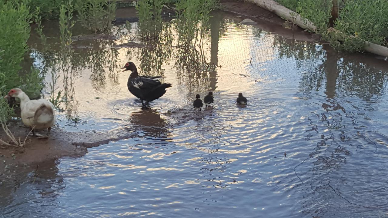 Complejo Rio Los Patos - Apartamentos Barreal Exteriör bild